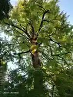 七社神社の自然