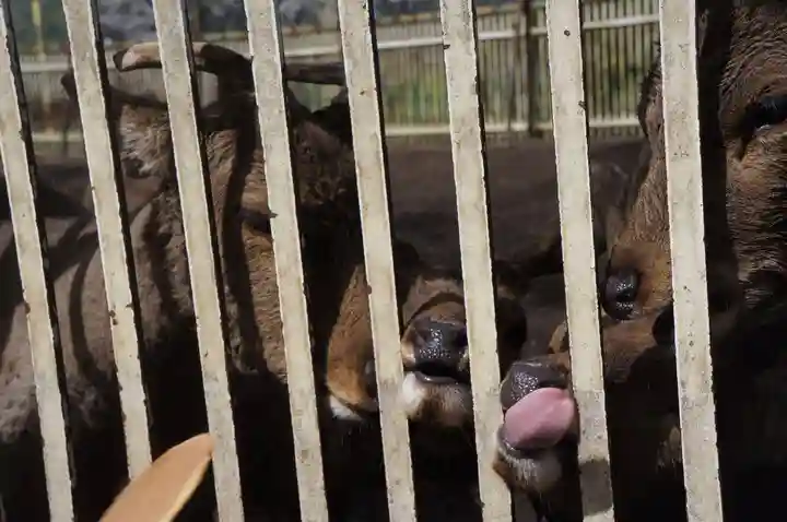 相州春日神社(神奈川県)