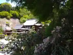 岡寺（龍蓋寺）(奈良県)