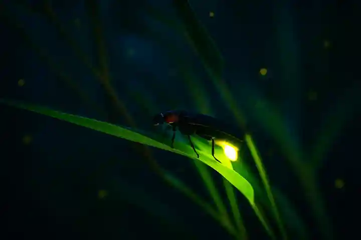 木舟山 順教寺(広島県)