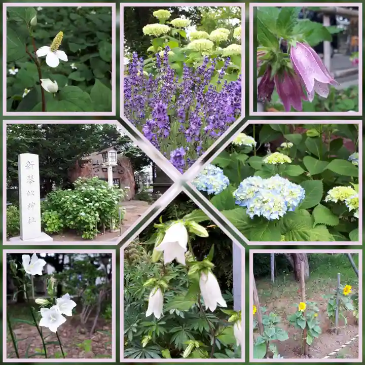 新琴似神社の庭園