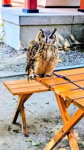 柏諏訪神社の動物