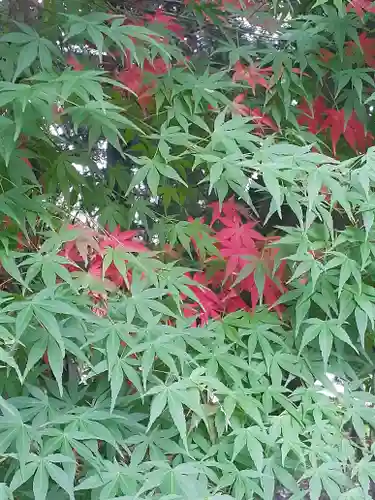 伏木香取神社の自然