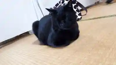高司神社〜むすびの神の鎮まる社〜(福島県)