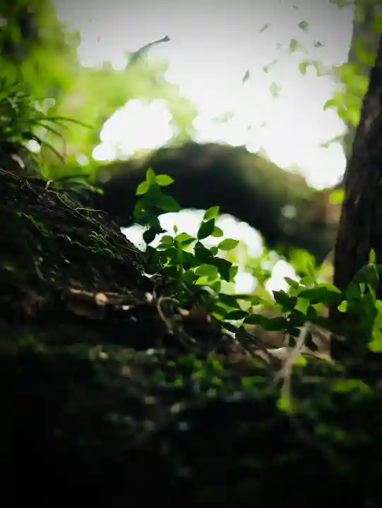 來宮神社(静岡県)