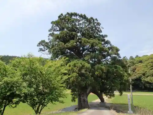 春日神社の自然