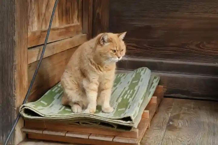 間々田八幡宮(栃木県)
