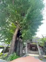 飛木稲荷神社の自然