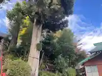 日枝神社の自然