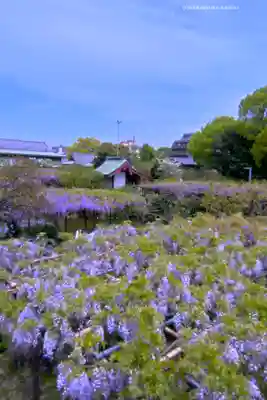 亀戸天神社(東京都)