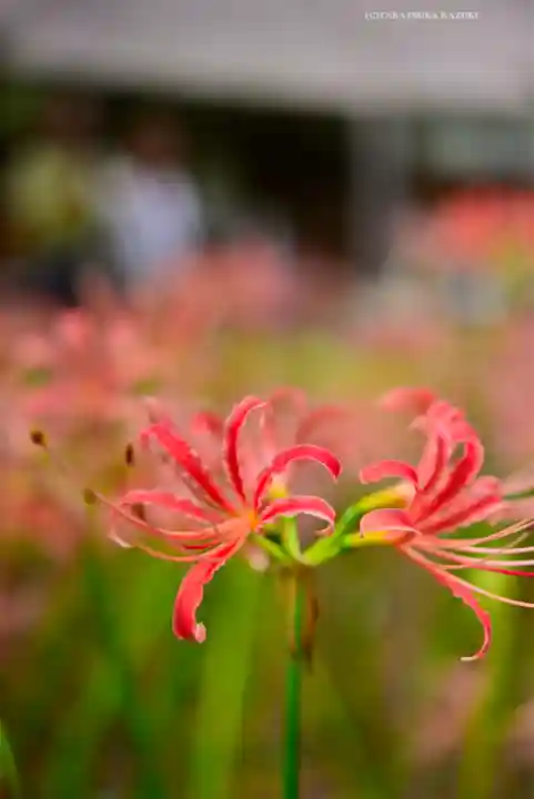 横浜 西方寺(神奈川県)
