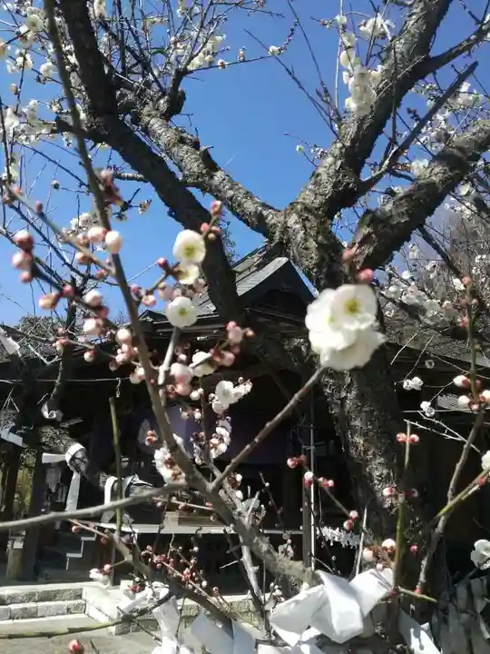 賀茂別雷神社の自然