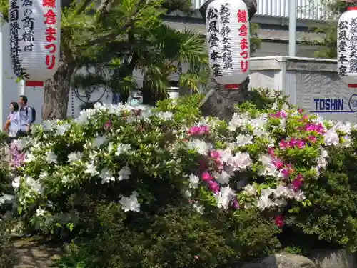 鶴岡八幡宮の自然