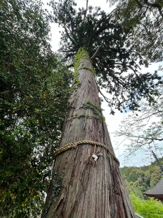 金剛寺(大阪府)