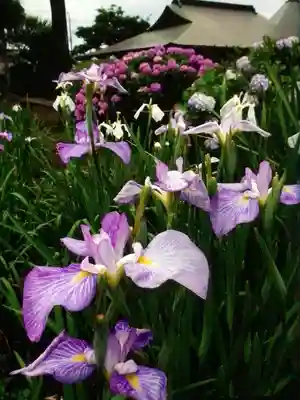妙法寺(東京都)