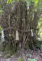 貴船神社結社の自然