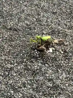 白山神社(福井県)