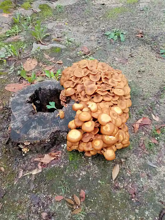 阿邪訶根神社の自然