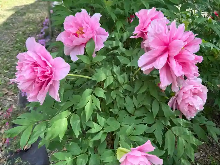 園城寺(三井寺)(滋賀県)