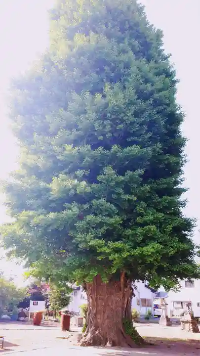 八幡神社の自然