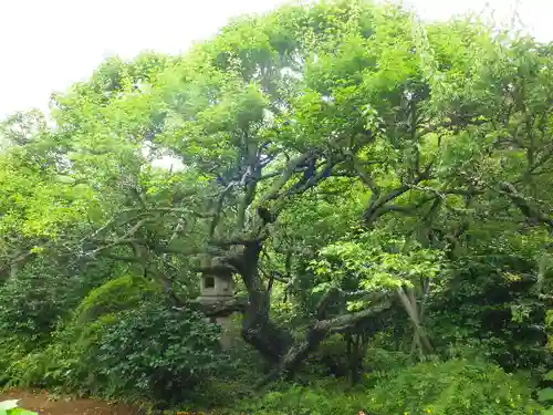 瑞泉寺の庭園