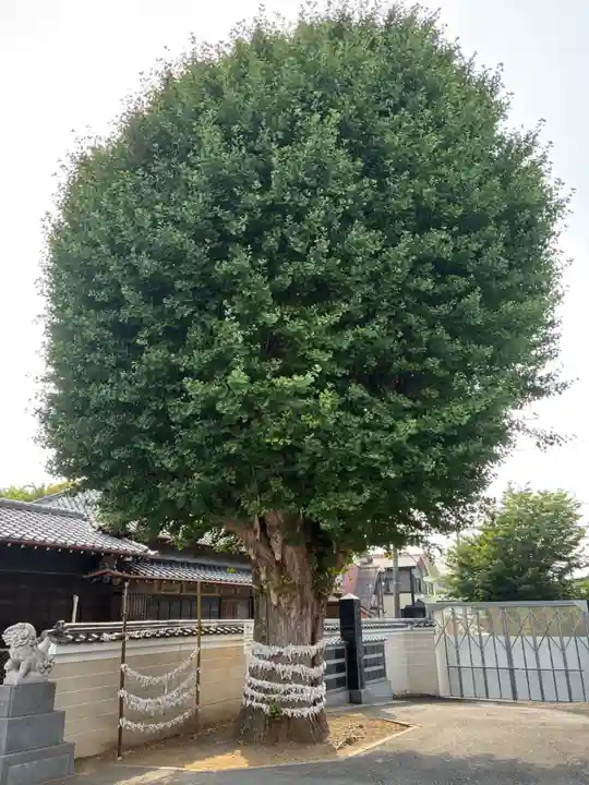 子守神社(千葉県)