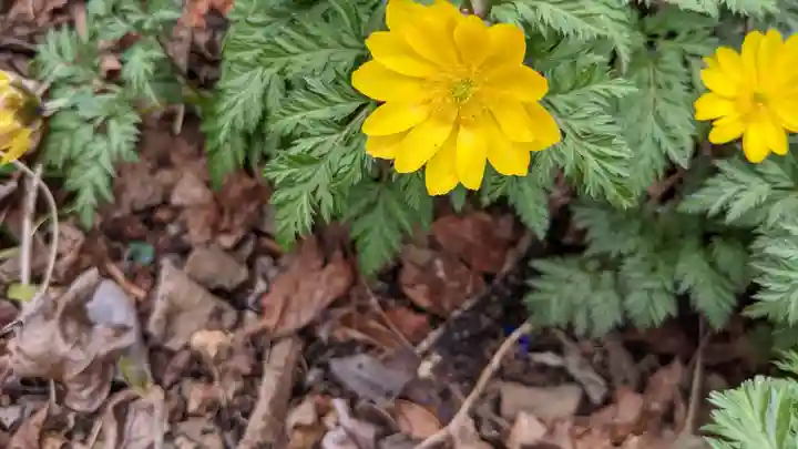 玉野御嶽神社の自然