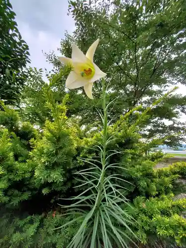 大山祇神社の自然