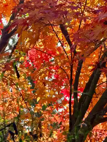 京都乃木神社の自然