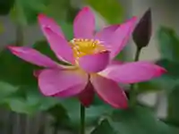 極楽山 浄土寺の自然