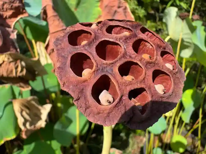 伊勢の国 四天王寺(三重県)