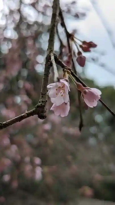 大豊神社の自然