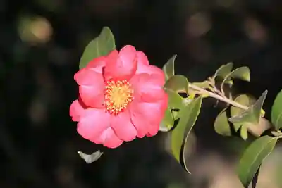 豊景神社の庭園