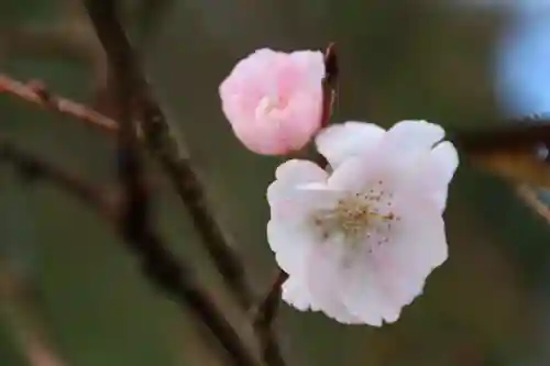 阿久津「田村神社」（郡山市阿久津町）旧社名：伊豆箱根三嶋三社の庭園