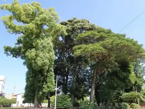 田中天神跡（稲木神社跡）の自然