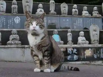御誕生寺（猫寺）(福井県)