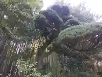 報国寺(神奈川県)