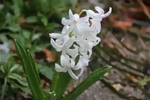 阿邪訶根神社の庭園