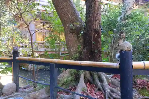 鶴岡八幡宮の動物