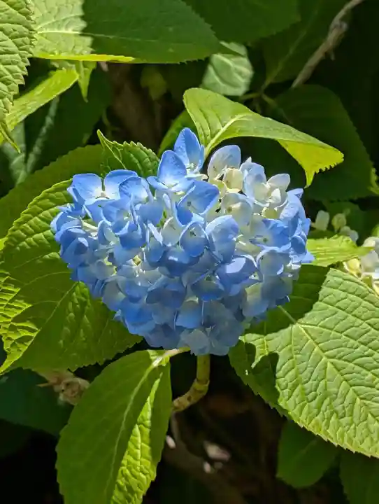 遍照院(東京都)