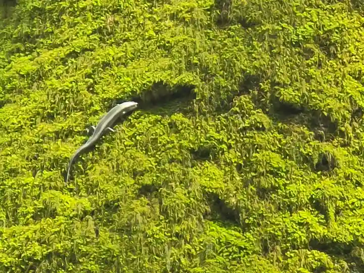 伊弉諾神宮(兵庫県)