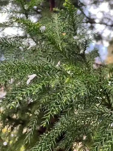 高館義経堂の自然