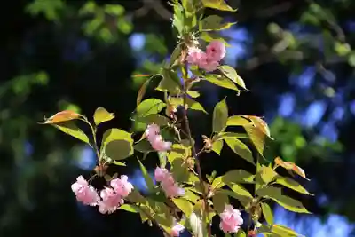紀伊宮神社の自然