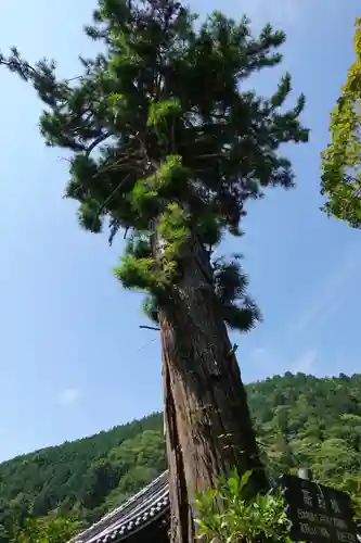 善峯寺の自然