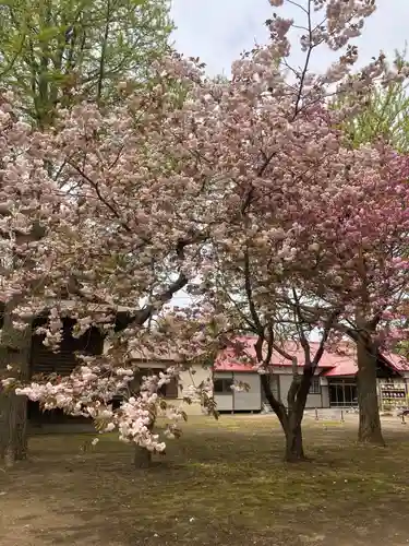 岩内神社の自然