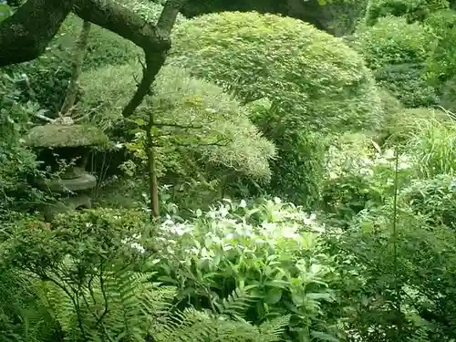 報国寺の庭園