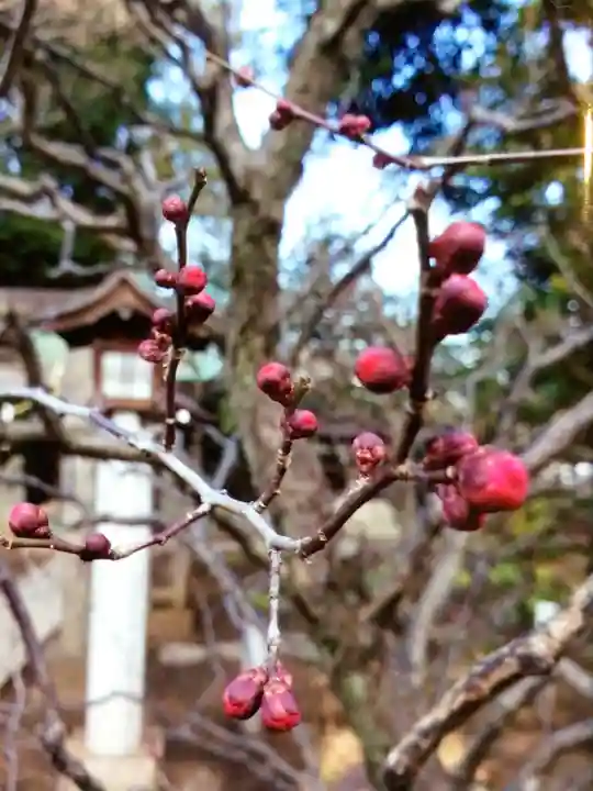 布多天神社(東京都)