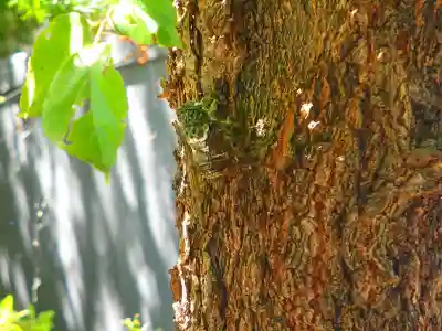 柳原神社の動物