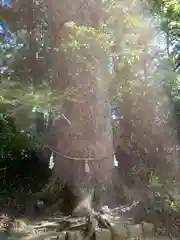 土佐神社(高知県)