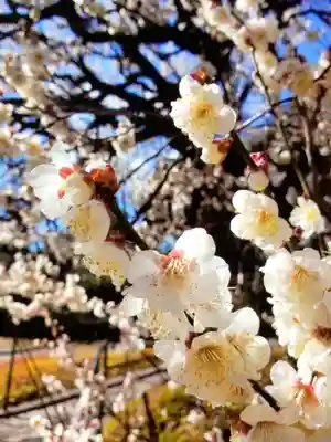 福蔵院(東京都)